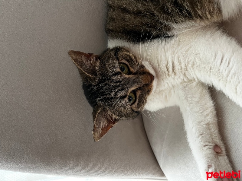 Tekir Kedi, Kedi  Luna fotoğrafı