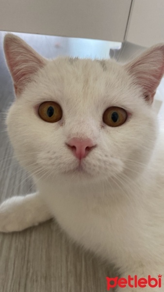 British Shorthair, Kedi  maya fotoğrafı