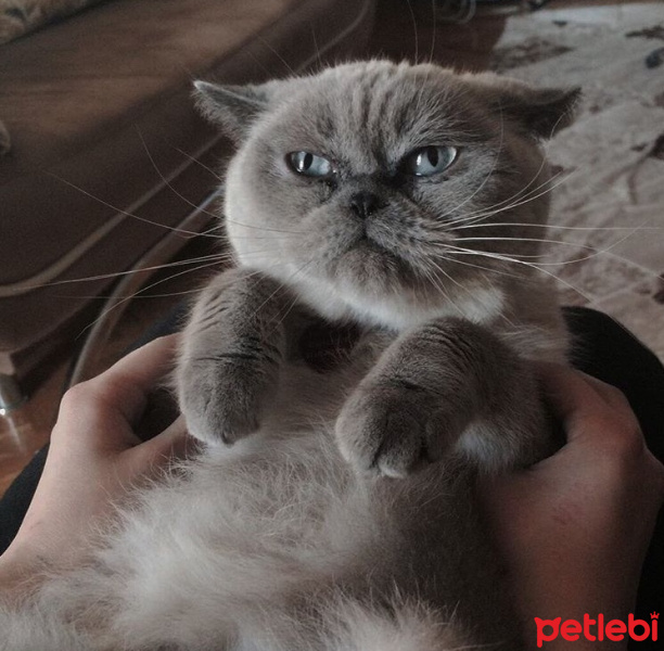British Shorthair, Kedi  Lolly fotoğrafı