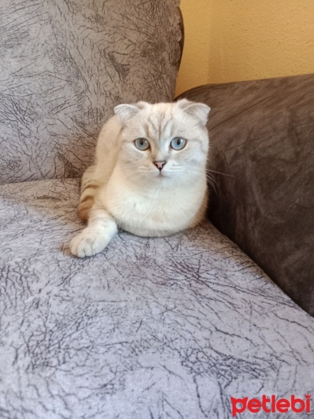 Scottish Fold, Kedi  Prenses fotoğrafı