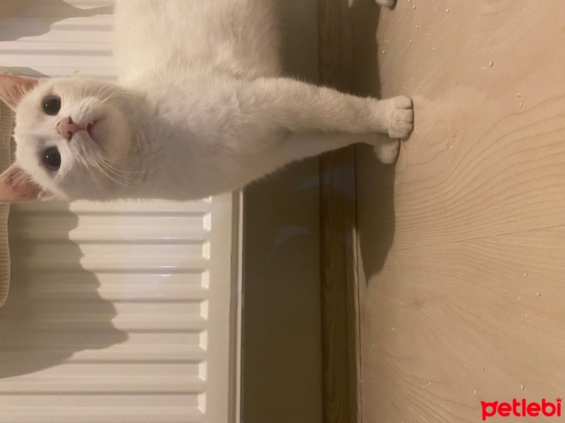 Van Kedisi, Kedi  Mavi fotoğrafı