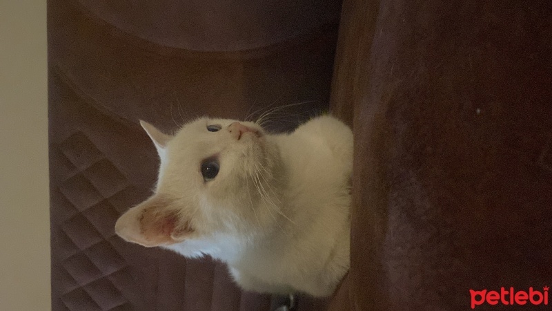 Van Kedisi, Kedi  Mavi fotoğrafı