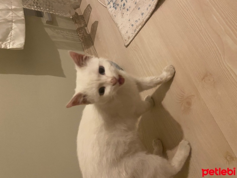 Van Kedisi, Kedi  Mavi fotoğrafı