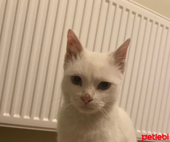 Van Kedisi, Kedi  Mavi fotoğrafı