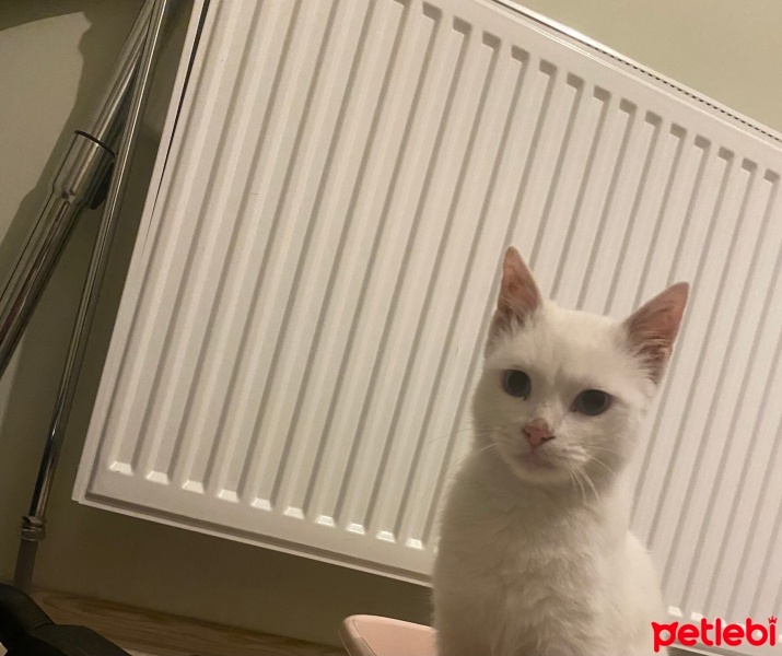 Van Kedisi, Kedi  Mavi fotoğrafı