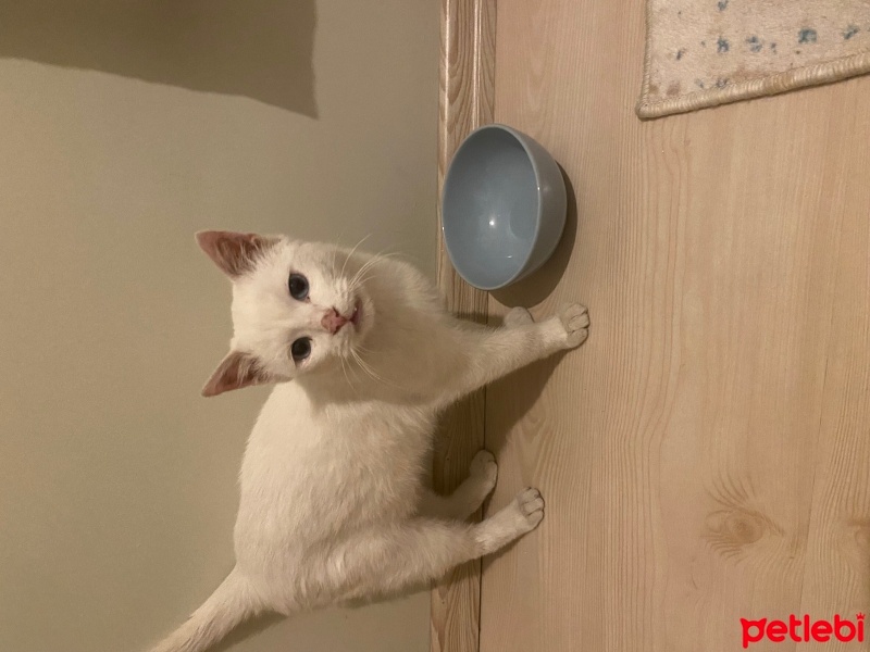 Van Kedisi, Kedi  Mavi fotoğrafı