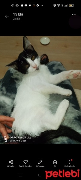 Tekir Kedi, Kedi  Acil sıcak yuvasını bekliyor yavrumuz fotoğrafı