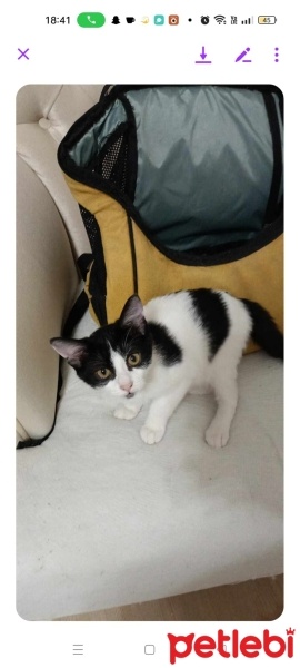 Tekir Kedi, Kedi  Acil sıcak yuvasını bekliyor yavrumuz fotoğrafı