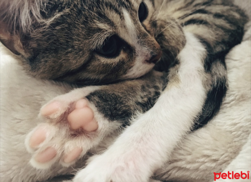 Tekir Kedi, Kedi  Bal fotoğrafı