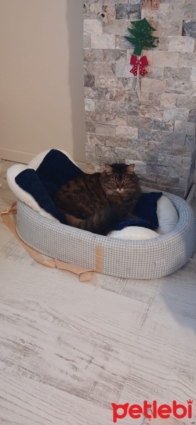 Norwegian Forest, Kedi  Summer fotoğrafı