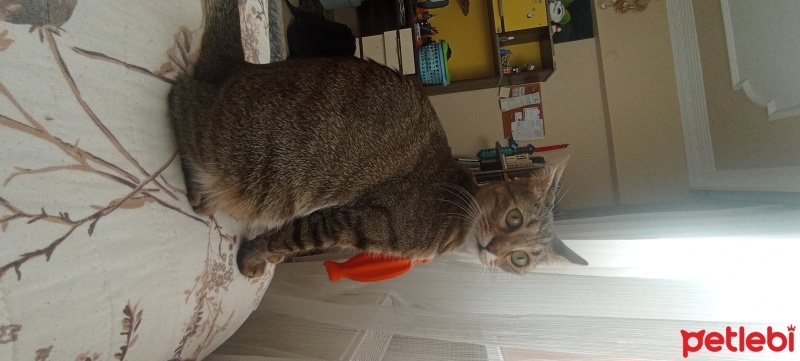Tekir Kedi, Kedi  Fındık fotoğrafı