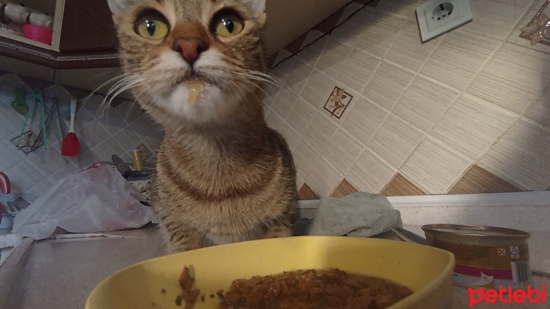 Tekir Kedi, Kedi  Fındık fotoğrafı