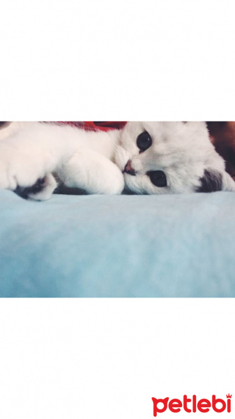 Scottish Fold, Kedi  Miki fotoğrafı