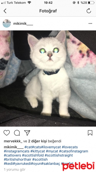 Scottish Fold, Kedi  Miki fotoğrafı