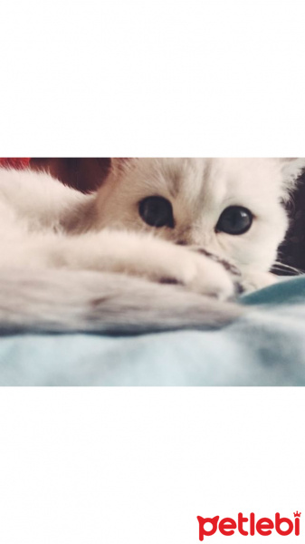 Scottish Fold, Kedi  Miki fotoğrafı