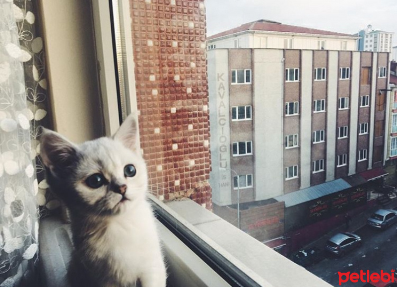 Scottish Fold, Kedi  Miki fotoğrafı