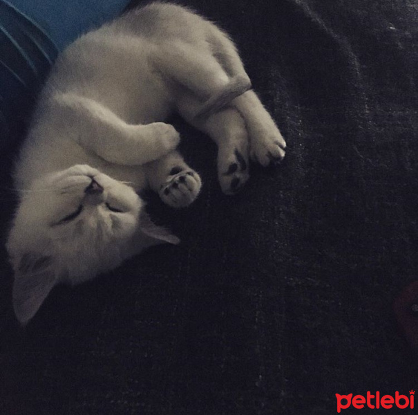 Scottish Fold, Kedi  Miki fotoğrafı