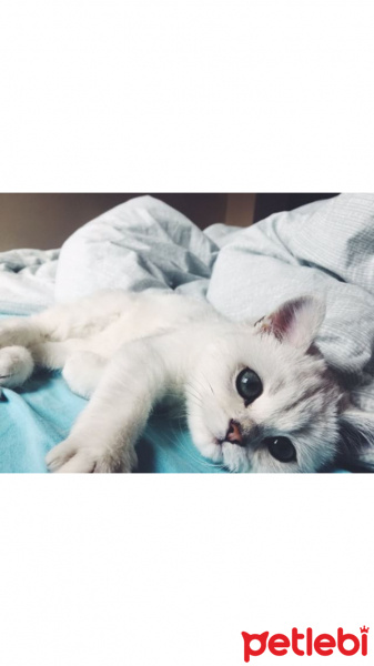 Scottish Fold, Kedi  Miki fotoğrafı