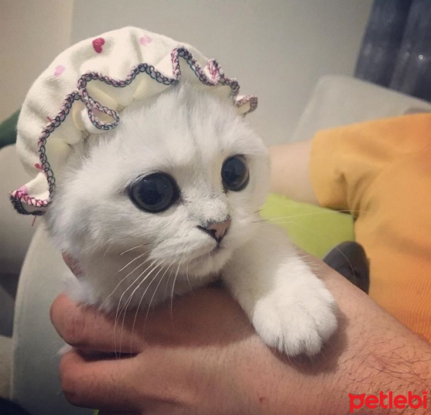 Scottish Fold, Kedi  Miki fotoğrafı