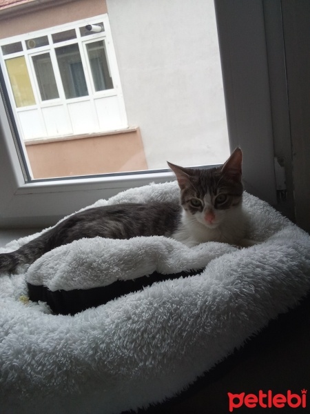Tekir Kedi, Kedi  Mia fotoğrafı