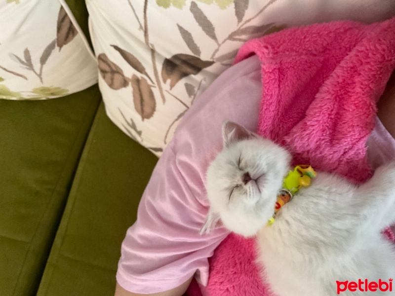 British Shorthair, Kedi  Fikfik fotoğrafı