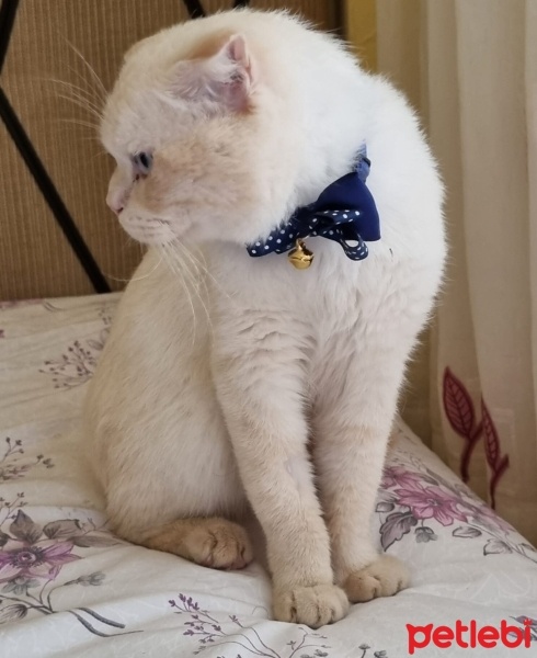 British Shorthair, Kedi  Paşa fotoğrafı