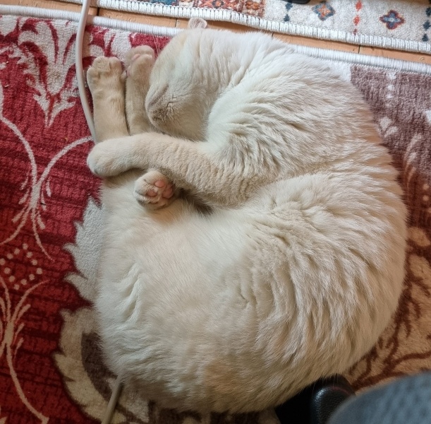 British Shorthair, Kedi  Paşa fotoğrafı
