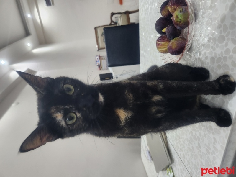 Tekir Kedi, Kedi  Tarçın fotoğrafı
