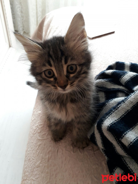 Tekir Kedi, Kedi  Fındık fotoğrafı