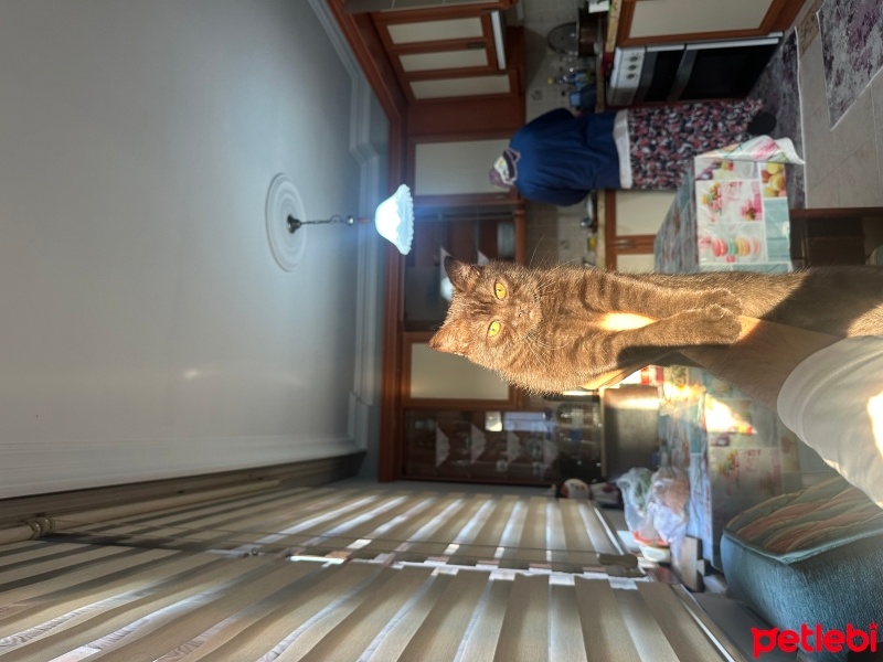 Tekir Kedi, Kedi  Fındık fotoğrafı