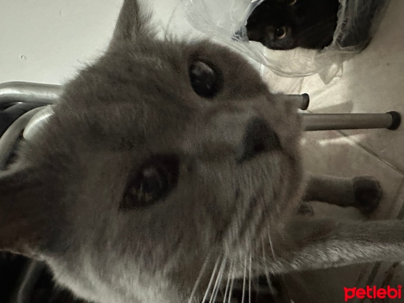 Tekir Kedi, Kedi  Fındık fotoğrafı