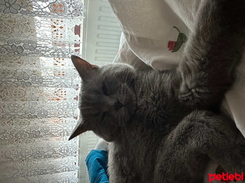 British Shorthair, Kedi  Gölge fotoğrafı