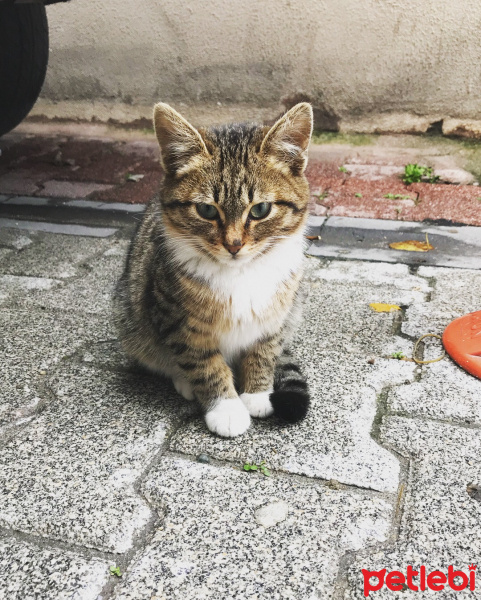 Tekir Kedi, Kedi  Findik fotoğrafı