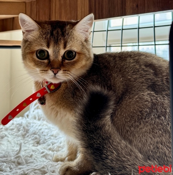 British Shorthair, Kedi  prens fotoğrafı