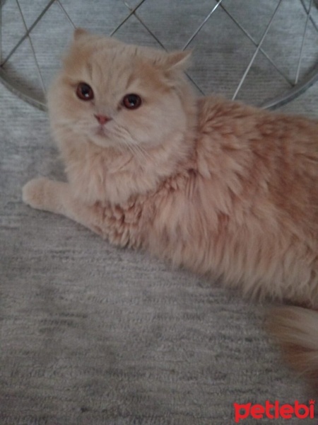 İran Kedisi (Persian), Kedi  Pablo fotoğrafı