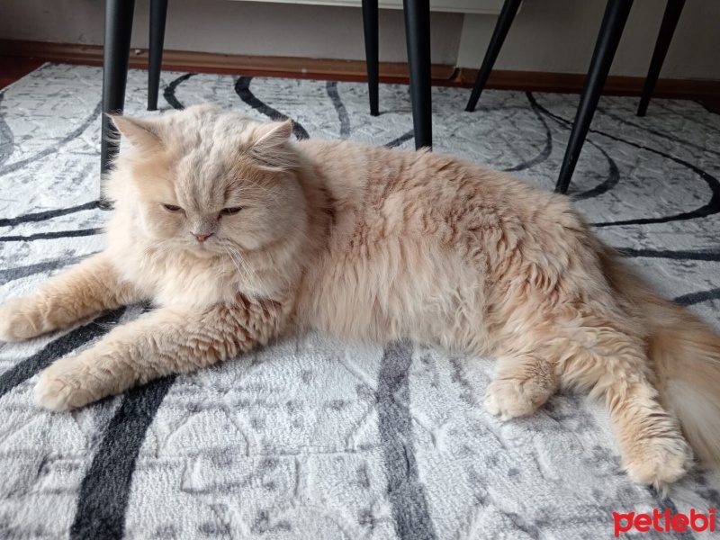 İran Kedisi (Persian), Kedi  Pablo fotoğrafı