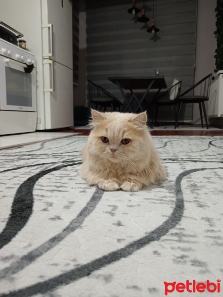 İran Kedisi (Persian), Kedi  Pablo fotoğrafı