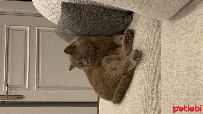 British Shorthair, Kedi  Mocha fotoğrafı