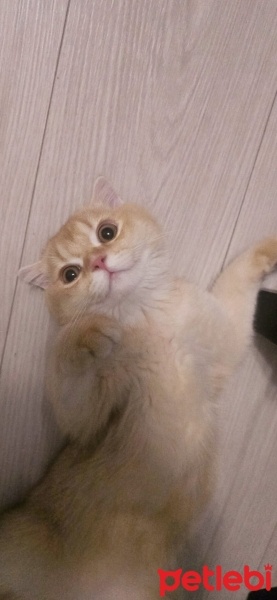British Longhair, Kedi  tarçın fotoğrafı