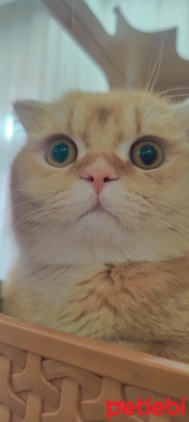 British Longhair, Kedi  tarçın fotoğrafı