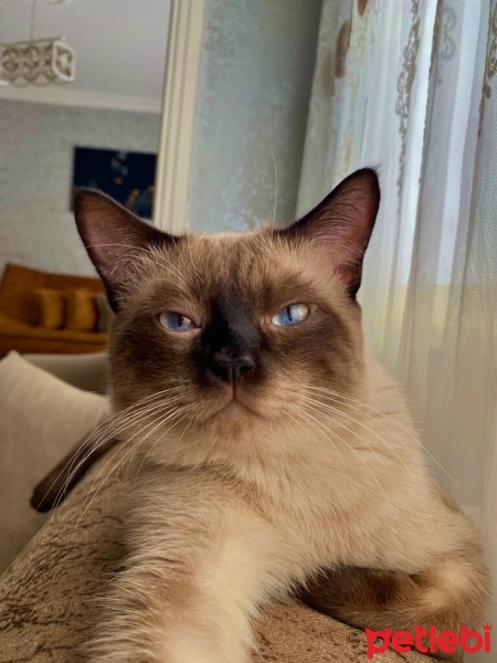 Siyam Kedisi, Kedi  Chuky fotoğrafı