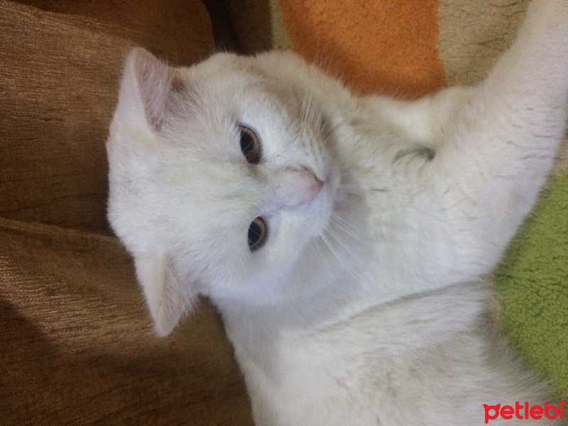 British Shorthair, Kedi  Pamuk 05422346384 fotoğrafı
