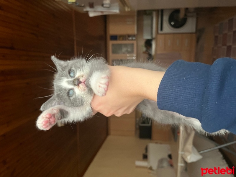 Tekir Kedi, Kedi  Çitlembik fotoğrafı
