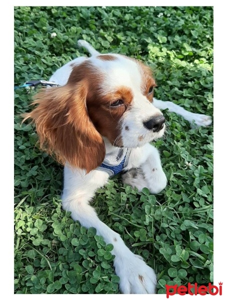 King Charles Spaniel, Köpek  LUCA fotoğrafı