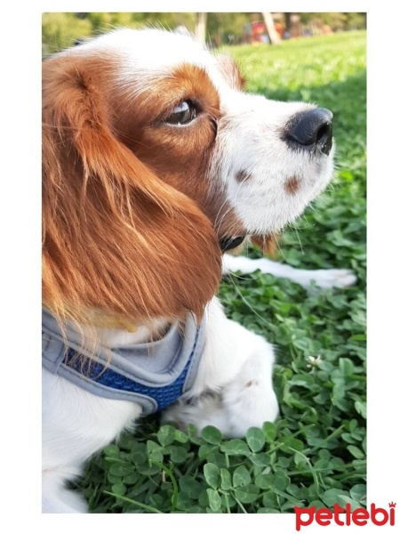 King Charles Spaniel, Köpek  LUCA fotoğrafı