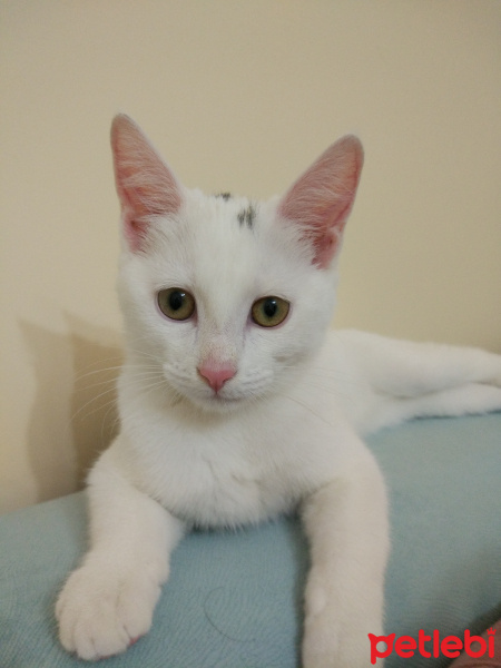 Ankara Kedisi, Kedi  Meri fotoğrafı