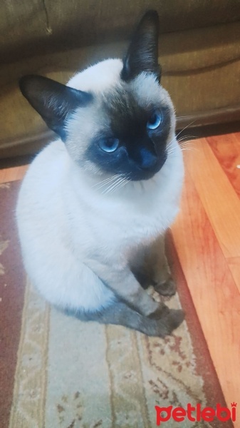 Siyam Kedisi, Kedi  Siyam fotoğrafı