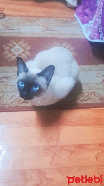 Siyam Kedisi, Kedi  Siyam fotoğrafı