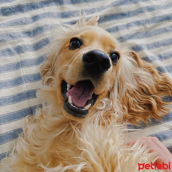 İngiliz Cocker Spaniel, Köpek  Bisküvi fotoğrafı