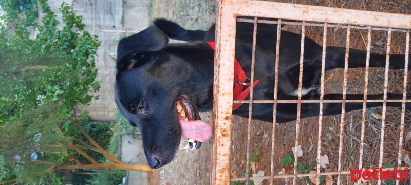 Labrador Retriever, Köpek  Foxy fotoğrafı